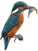 a bird with a fish in its mouth.jpg